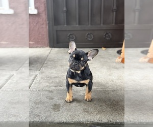 French Bulldog Puppy for sale in COMPTON, CA, USA