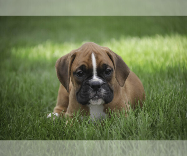Medium Photo #2 Boxer Puppy For Sale in SHIPSHEWANA, IN, USA
