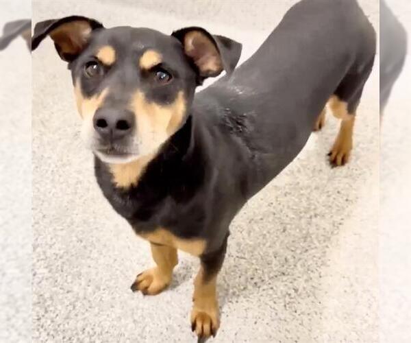 Medium Photo #1 Miniature Pinscher-Unknown Mix Puppy For Sale in Houston, TX, USA