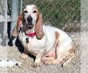 Basset Hound Dogs for adoption in Deepwater, NJ, USA