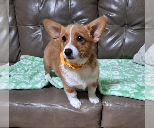 Medium Photo #1 Pembroke Welsh Corgi Puppy For Sale in ARROYO GRANDE, CA, USA