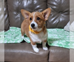 Pembroke Welsh Corgi Litter for sale in ARROYO GRANDE, CA, USA