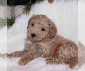 Goldendoodle-Poodle (Miniature) Mix Puppy for sale in STANLEY, WI, USA