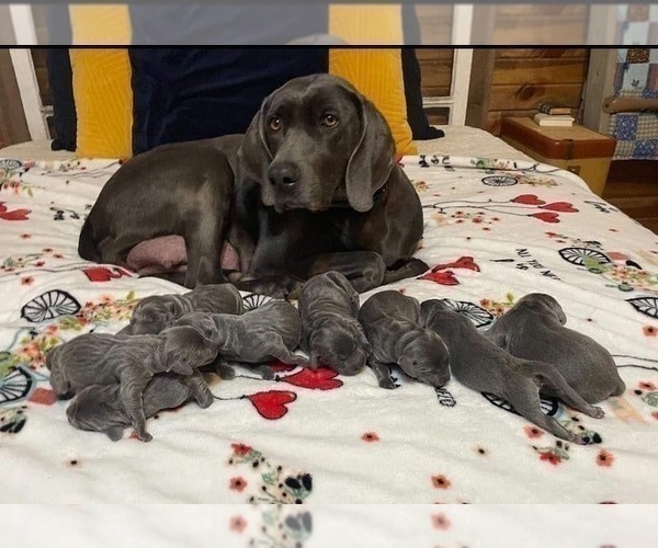 Full screen Photo #5 Weimaraner Puppy For Sale in BLAIR, WI, USA