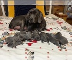 Small Photo #5 Weimaraner Puppy For Sale in BLAIR, WI, USA