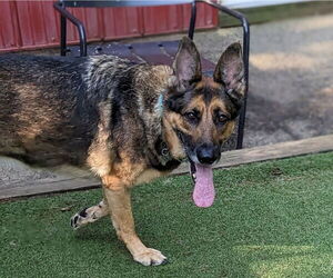 German Shepherd Dog Dogs for adoption in Mt. Airy, MD, USA