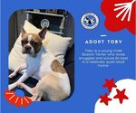 Small Photo #6 Boston Terrier Puppy For Sale in Little Elm, TX, USA