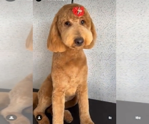 Mother of the Goldendoodle puppies born on 03/21/2025