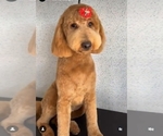 Small Photo #1 Goldendoodle Puppy For Sale in LITHONIA, GA, USA