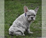 Small Photo #6 French Bulldog Puppy For Sale in SALEM, OR, USA
