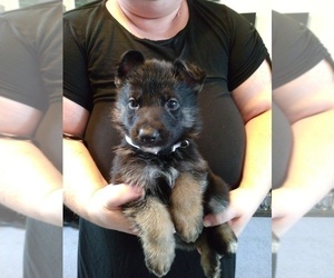 German Shepherd Dog Puppy for sale in GRANTS PASS, OR, USA