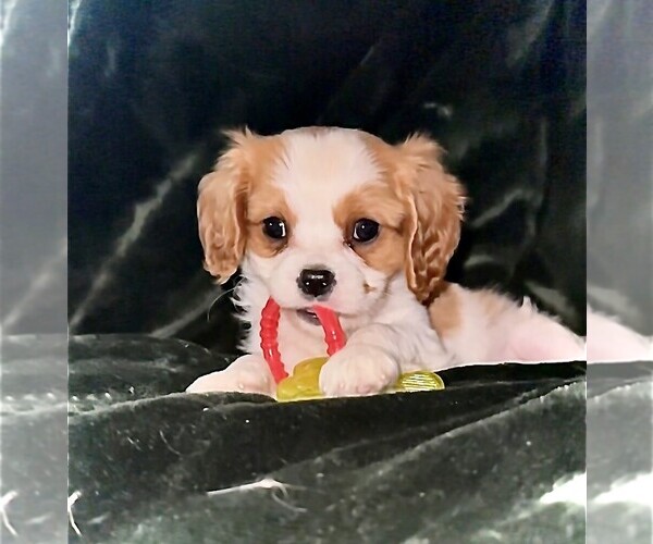 Medium Photo #1 Cavalier King Charles Spaniel Puppy For Sale in CARLSBAD, CA, USA