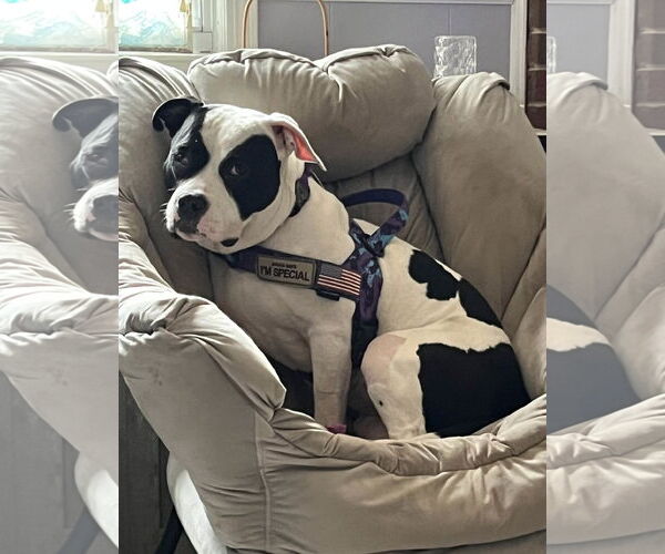 Medium Photo #7 American Staffordshire Terrier-Unknown Mix Puppy For Sale in Lake Wylie, SC, USA