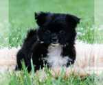 Small #2 Chihuahua