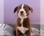 Small Photo #4 Sheprador Puppy For Sale in Sheridan, CO, USA