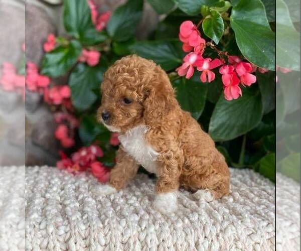 Medium Photo #2 Cavapoo Puppy For Sale in MIDDLESEX, NY, USA