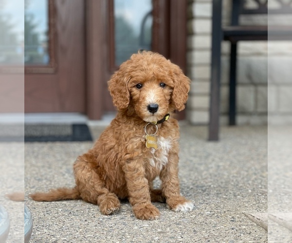 Medium Photo #1 Poodle (Standard) Puppy For Sale in WOLCOTT, IN, USA