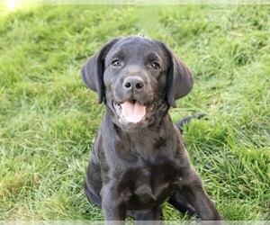 Labrador Retriever Puppy for sale in SYRACUSE, IN, USA
