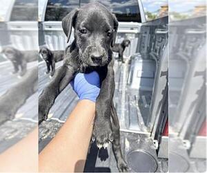 Labrador Retriever Dogs for adoption in Houston, TX, USA