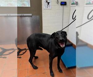 Greyhound-Labrador Retriever Mix Dogs for adoption in Camarillo, CA, USA