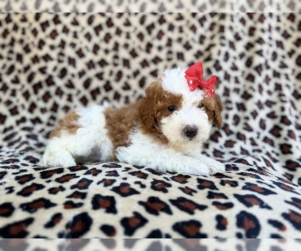 Medium Photo #5 Cavapoo (Miniature) Puppy For Sale in LAKELAND, FL, USA