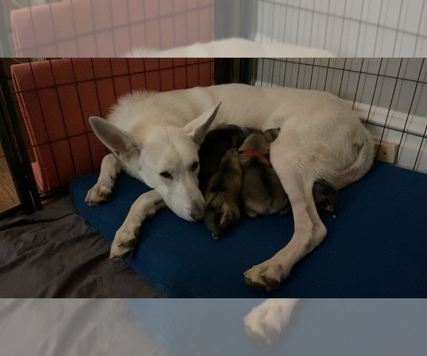 Medium Photo #1 Alaskan Malamute-German Shepherd Dog Mix Puppy For Sale in WAYNESBORO, PA, USA