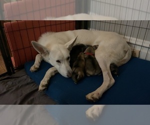 Mother of the Alaskan Malamute-German Shepherd Dog Mix puppies born on 02/22/2025
