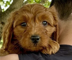 Goldendoodle (Miniature) Puppy for sale in HULL, IA, USA