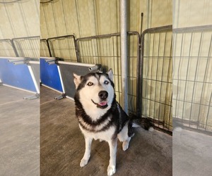 Siberian Husky-Unknown Mix Dogs for adoption in El Centro, CA, USA