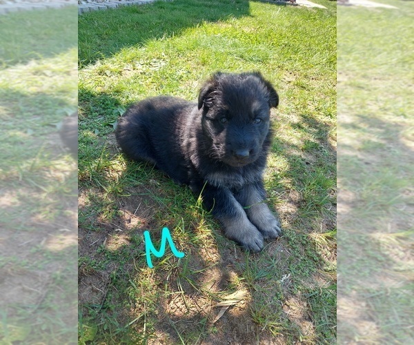 Medium Photo #4 King Shepherd Puppy For Sale in WALKERTON, IN, USA