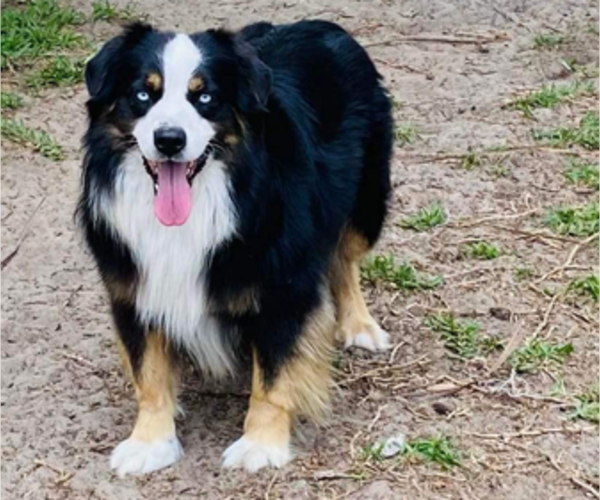 Medium Photo #1 Miniature Australian Shepherd Puppy For Sale in BROOKER, FL, USA