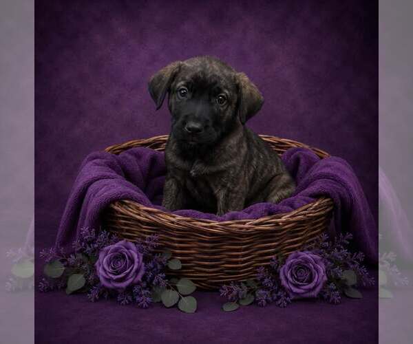 Medium Photo #1 Mutt Puppy For Sale in Shillington, PA, USA