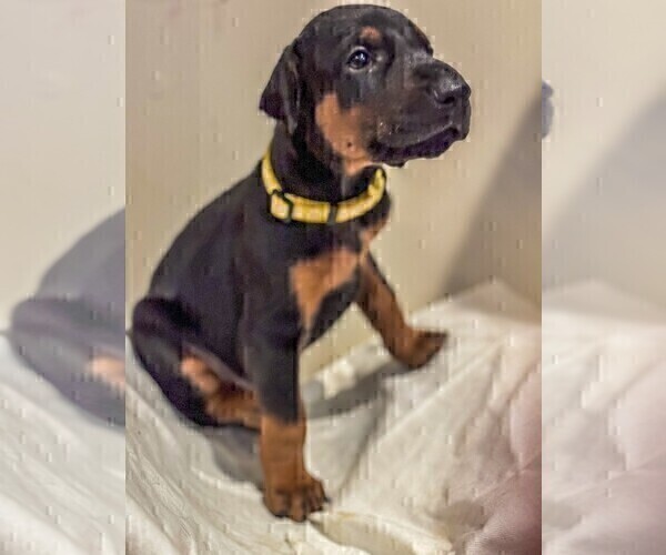 Medium Photo #10 Doberman Pinscher Puppy For Sale in VERMILION, OH, USA