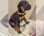 Small Photo #10 Doberman Pinscher Puppy For Sale in VERMILION, OH, USA