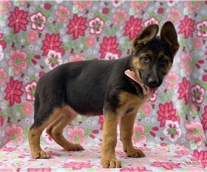 German Shepherd Dog Puppy for sale in LANCASTER, PA, USA