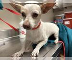 Small Chihuahua