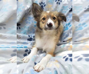 Mutt Dogs for adoption in Grovertown, IN, USA