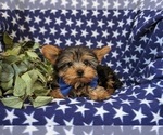 Small #4 Yorkshire Terrier