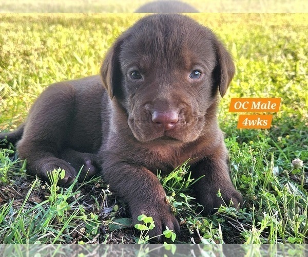 Medium Photo #61 Labrador Retriever Puppy For Sale in EDGEWOOD, TX, USA