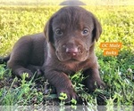 Small Photo #61 Labrador Retriever Puppy For Sale in EDGEWOOD, TX, USA