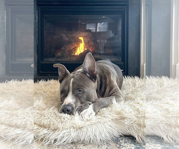 Medium Photo #9 Mutt Puppy For Sale in Alexandria, VA, USA