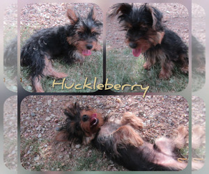 Yorkshire Terrier Puppy for sale in ROCKY FORD, CO, USA