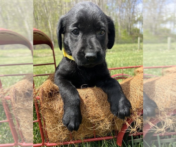 Medium Photo #8 Labrador Retriever Puppy For Sale in NEOLA, WV, USA