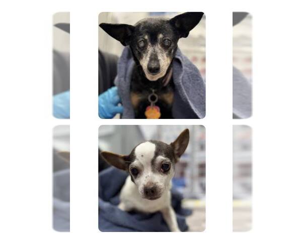 Medium Photo #2 Chipin Puppy For Sale in Holland, MI, USA