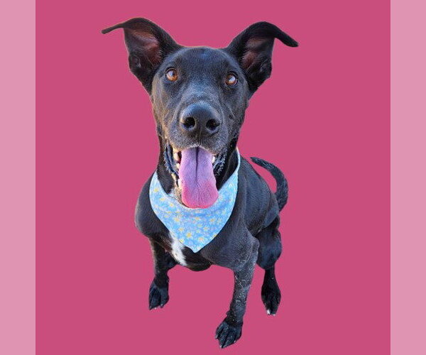 Medium Photo #3 Great Dane-Unknown Mix Puppy For Sale in Bakersfield, CA, USA