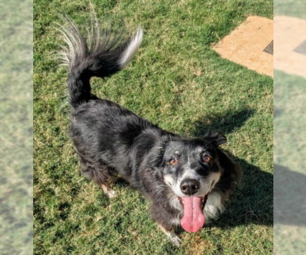 Medium Photo #1 Border-Aussie Puppy For Sale in Plano, TX, USA
