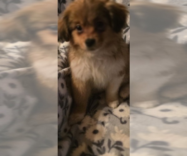 Medium Photo #4 Maltese-Maltipom Mix Puppy For Sale in HUDSON, MA, USA