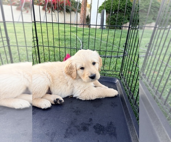 Medium Photo #37 Golden Retriever Puppy For Sale in PHOENIX, AZ, USA