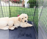 Small #36 Golden Retriever
