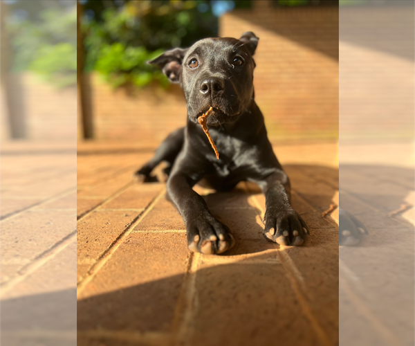 Medium Photo #9 Labrador Retriever-Unknown Mix Puppy For Sale in Holly Springs, NC, USA